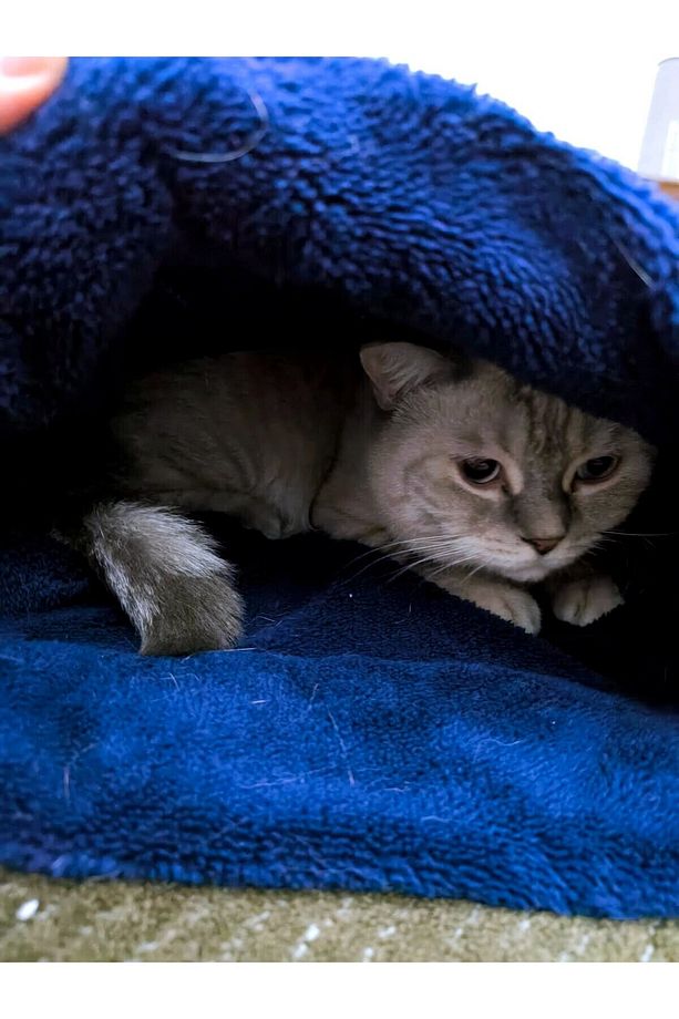 Kedi köpek uyku tulumu yatak mavi velsoft şık tasarım box - 6