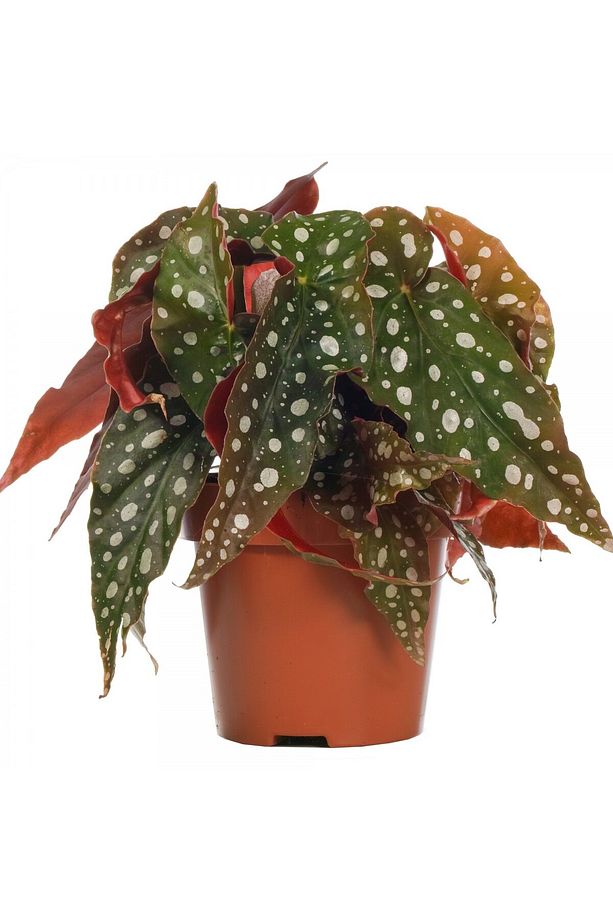 Çilli Begonya – Begonia Maculata - 1
