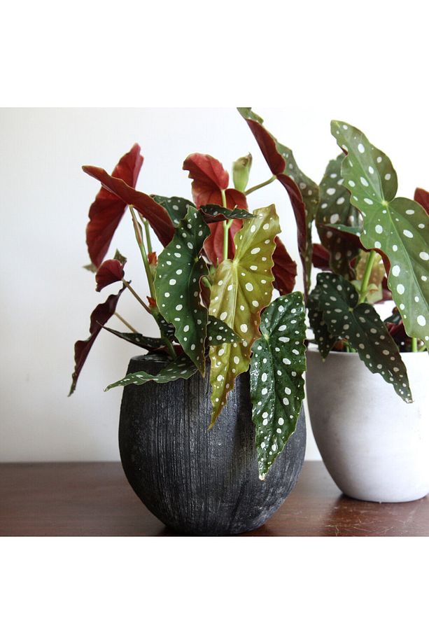 Çilli Begonya – Begonia Maculata - 2