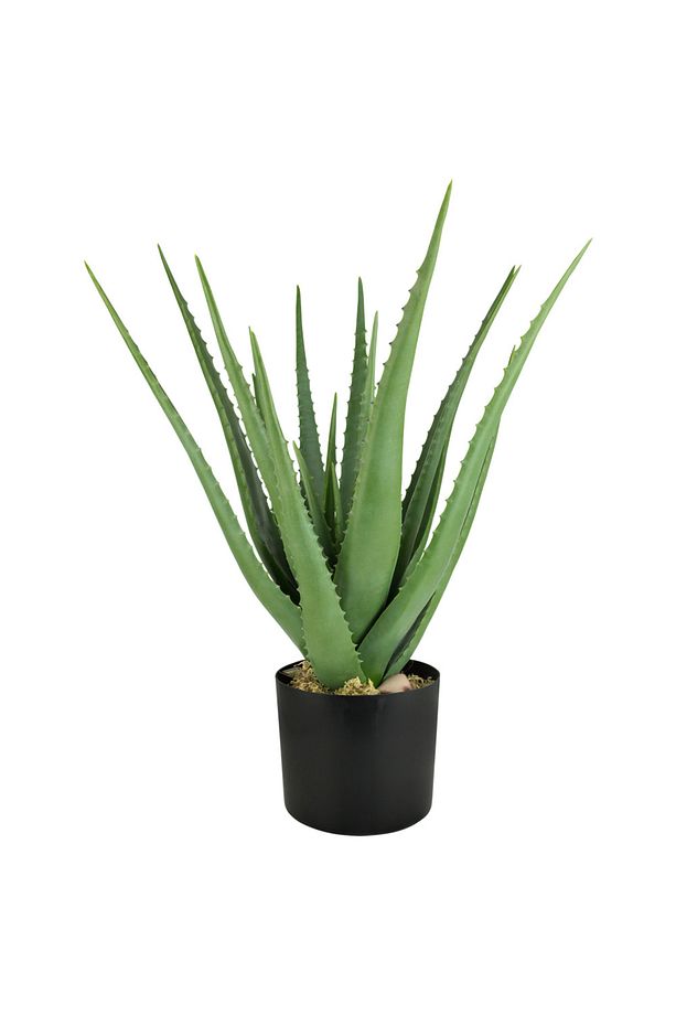 Aloe Vera – Sarı Sabır - 4