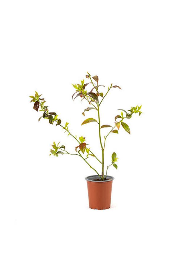 YABAN MERSİNİ FİDANI 3-4 YAŞ 80-100 cm - 5