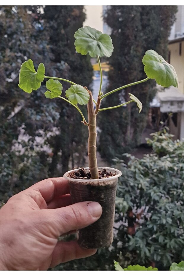 Kırmızı çiçekli Sardunya çiçeği Fidanı, çiçek Fidanı - 2