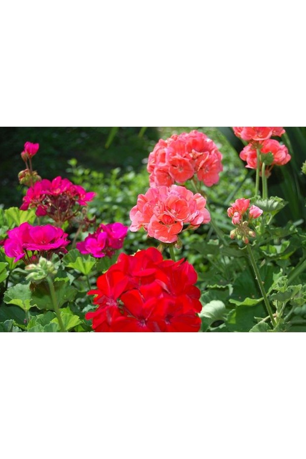 Kırmızı çiçekli Sardunya çiçeği Fidanı, çiçek Fidanı - 8