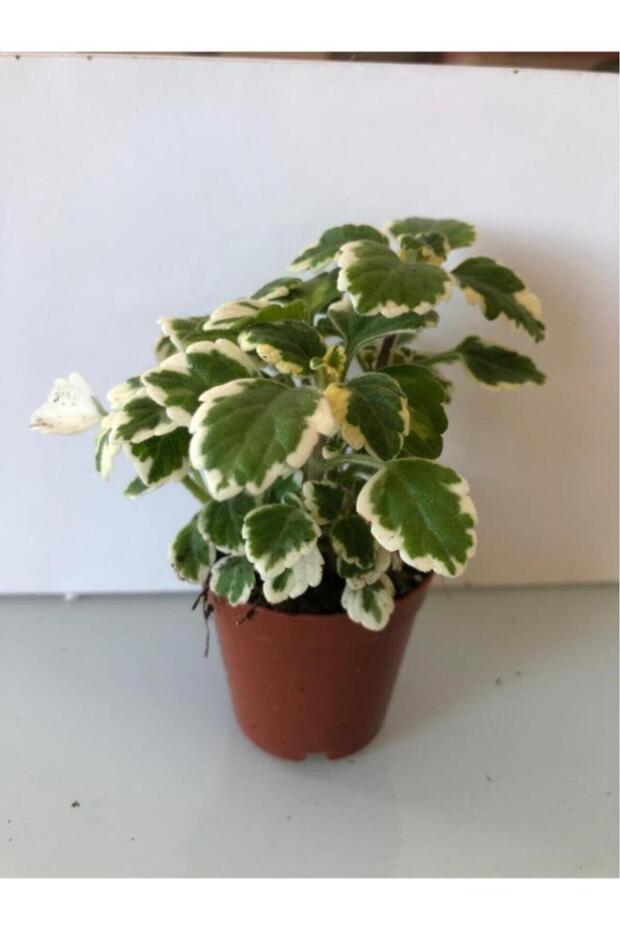 Benjamin Sarı Yeşil Yaprak Güzeli 10-20 Cm - 1