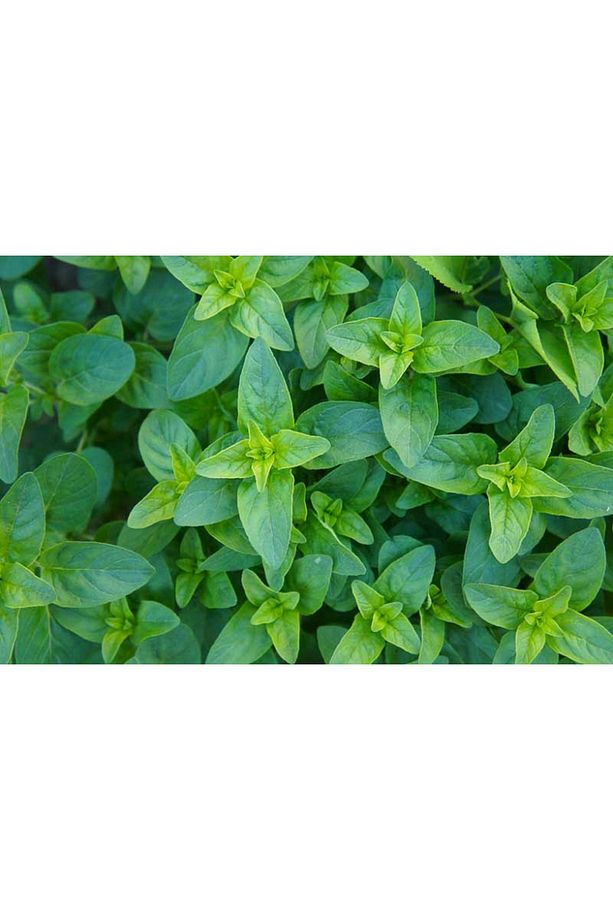 İstanbul Kekiği - Origanum Vulgare - 3