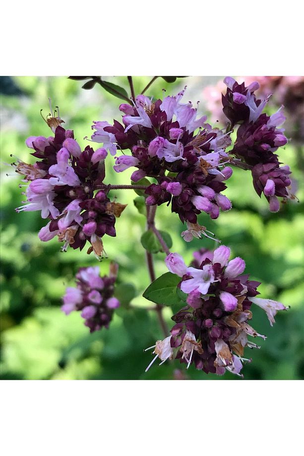 İstanbul Kekiği - Origanum Vulgare - 4