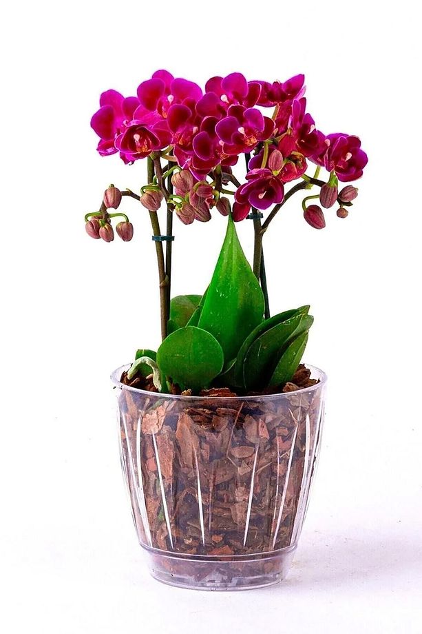 1.5 litre Papatya Orkide Saksısı Tabaklı Şeffaf Plastik Saksı Ø14,3 x 13,3 cm - 1