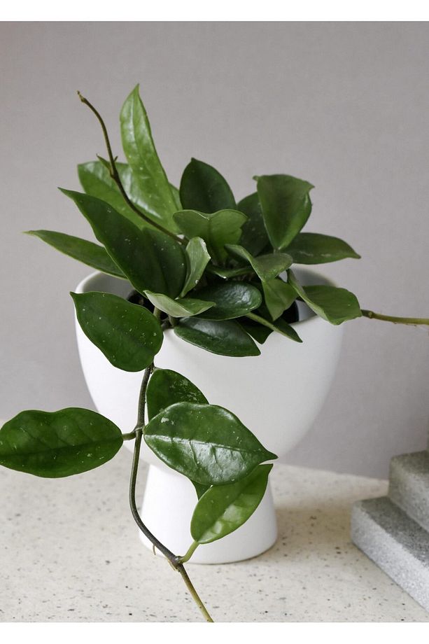Mum Çiçeği – Hoya Carnosa Askılı Saksıda 2 Adet - 3
