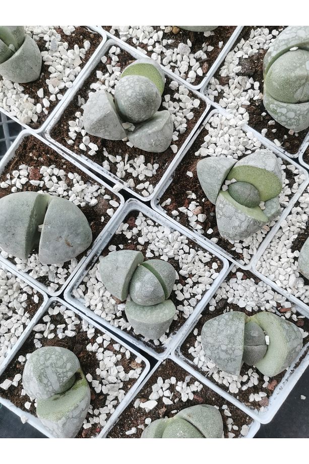 Pleiospilos Nelii Lithops Taş Kaktüs - 5