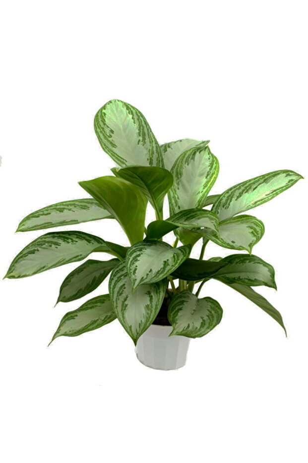 Aglonema Silver - Çin Herdemyeşili