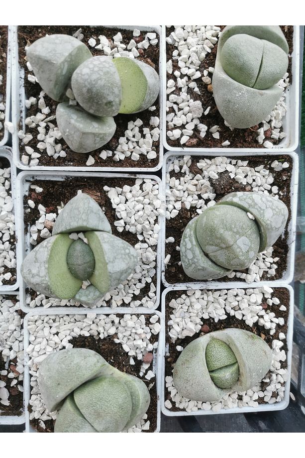 Pleiospilos Nelii Lithops Taş Kaktüs - 4