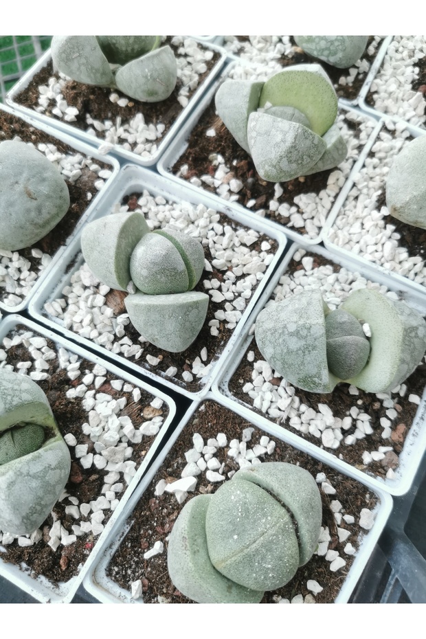 Pleiospilos Nelii Lithops Taş Kaktüs - 1