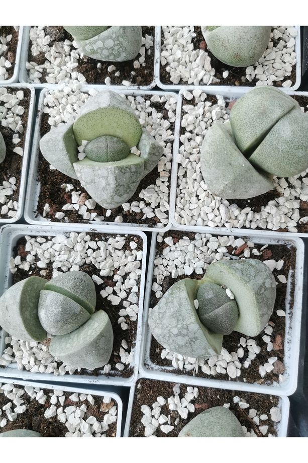 Pleiospilos Nelii Lithops Taş Kaktüs - 2