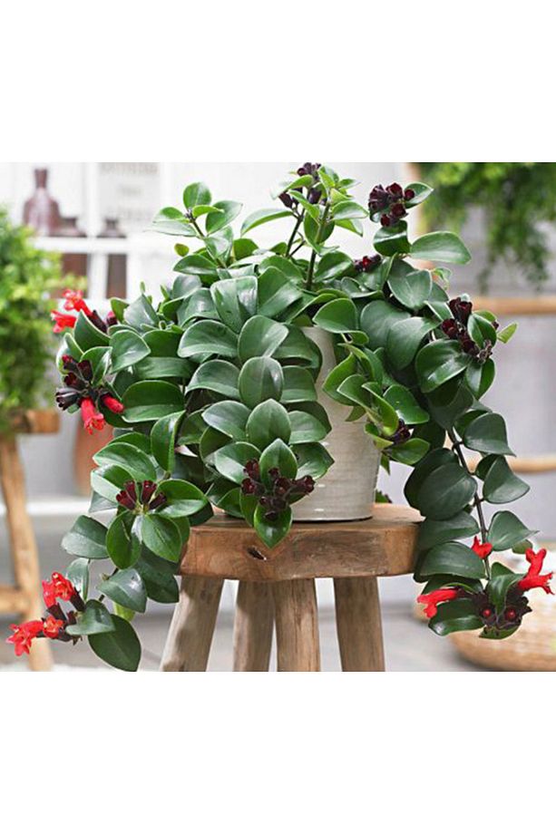 Ruj Çiçeği (aeschynanthus) - Askılı Saksıda - 3