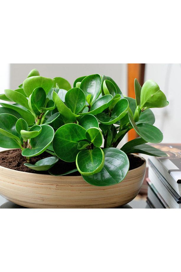 Yeşil Zümrüt Dalgası – Peperomia Obtusifolia - 1