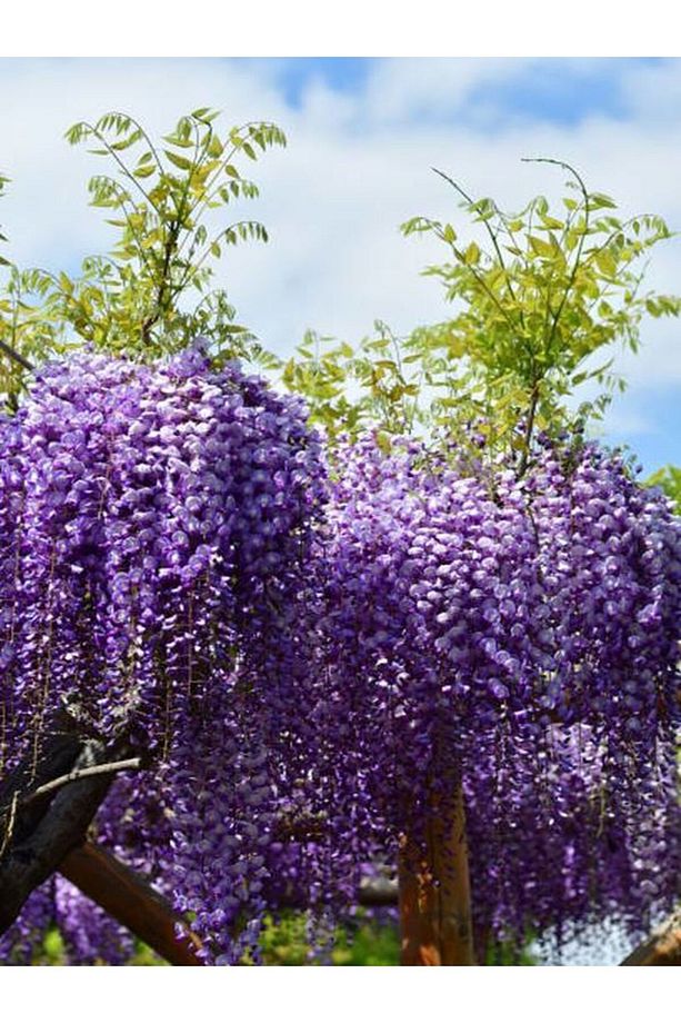 Videolu Mor Salkım Çiçeği Fidanı Bahçe Balkon Bitkisi (30 40CM)1 Adet Saksılı Buddleja Davidii - 4