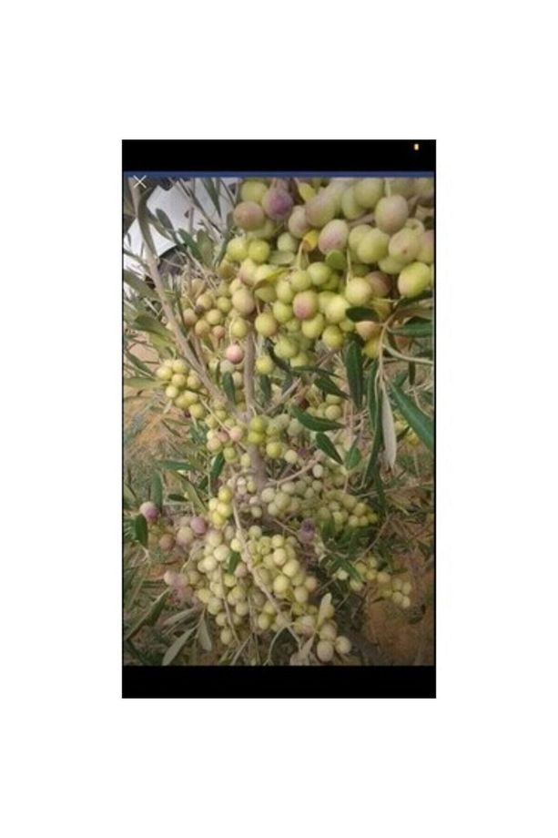 Arbequina Ispanya Zeytini Ağacı Saksılı 4-5 Yaşında - 4