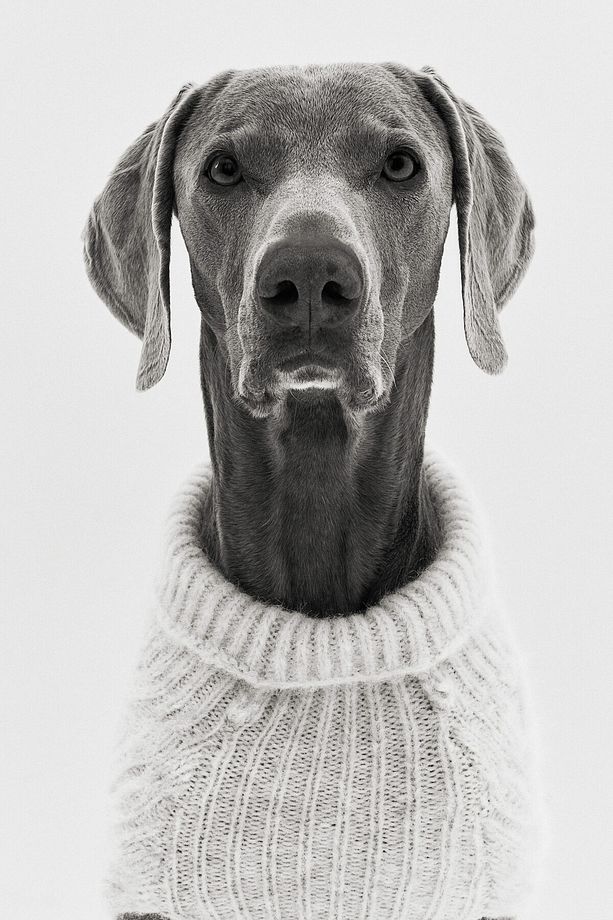 Saç Örgüsü Köpek Kazağı - 1