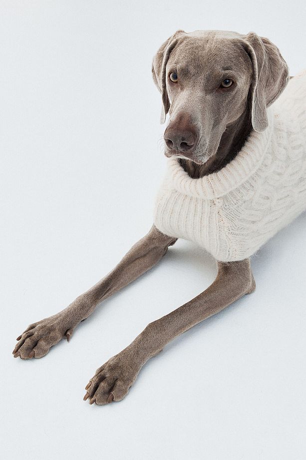 Saç Örgüsü Köpek Kazağı - 2