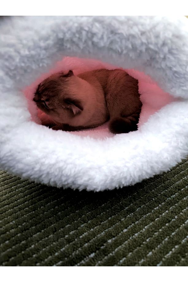 Kedi köpek uyku tulumu yatak Pembe Beyaz velsoft şık tasarım box - 6