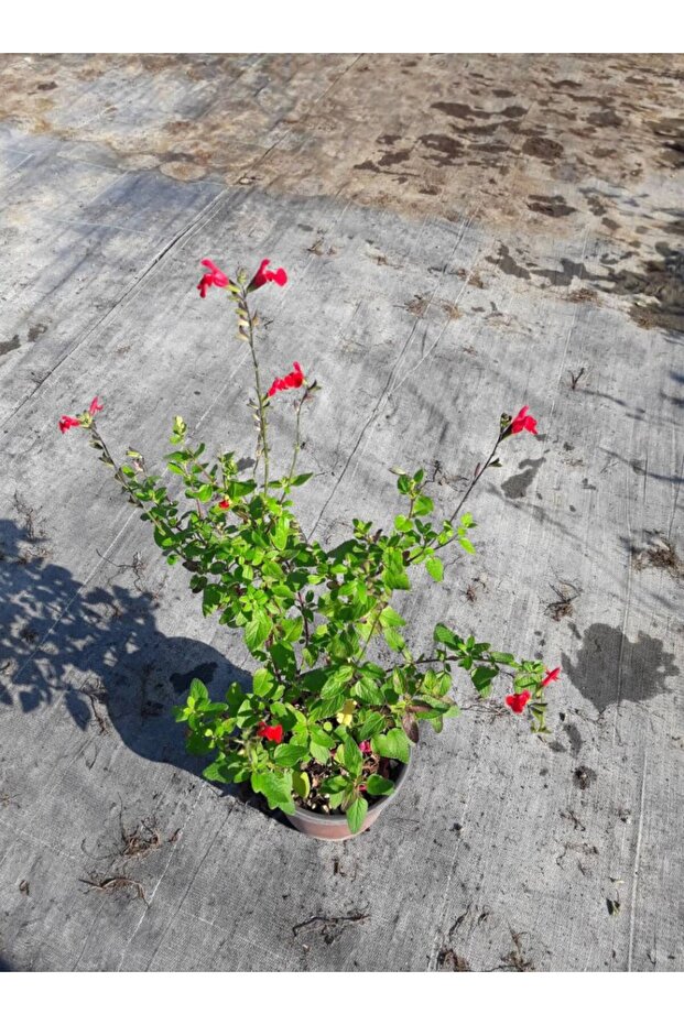 Süs Adaçayı 3 Adet - Salvia Microphylla 'hot Lips' - 4