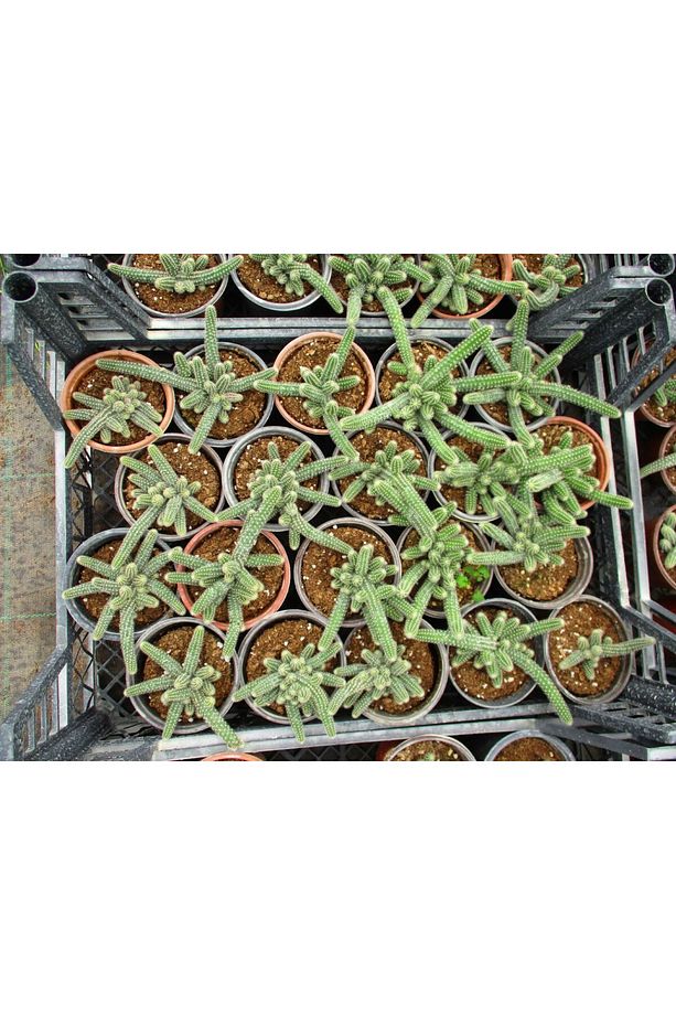 Yilan Kaktüs 3 Adet- Chamaecereus Silvestriiyilan Kaktüs 3 Adet- - 5