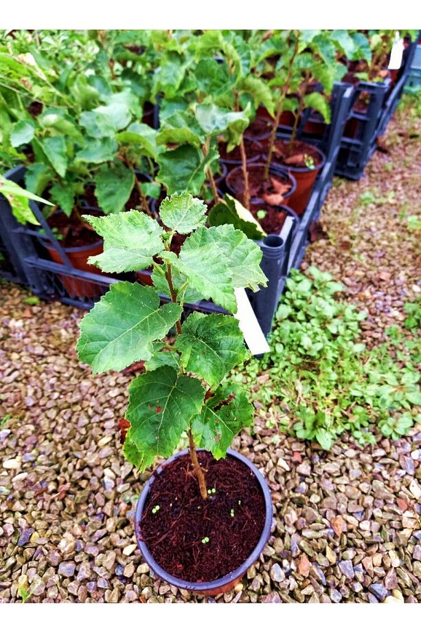 Huş Ağacı Fidanı 5 Adet - Betula Pendula - 5