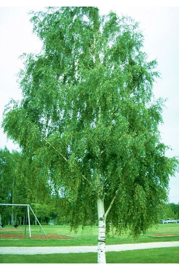 Huş Ağacı Fidanı 5 Adet - Betula Pendula - 2