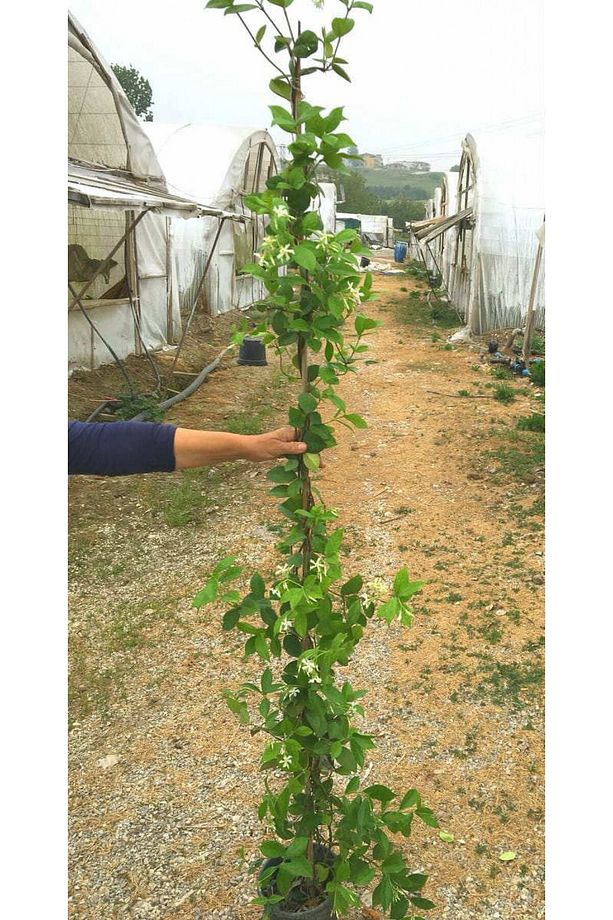 Arap Yasemini Büyük Boy 2-2.5 Metre - 10 Adet Çiçekli Kokulu Sarılıcı Bitki - 1