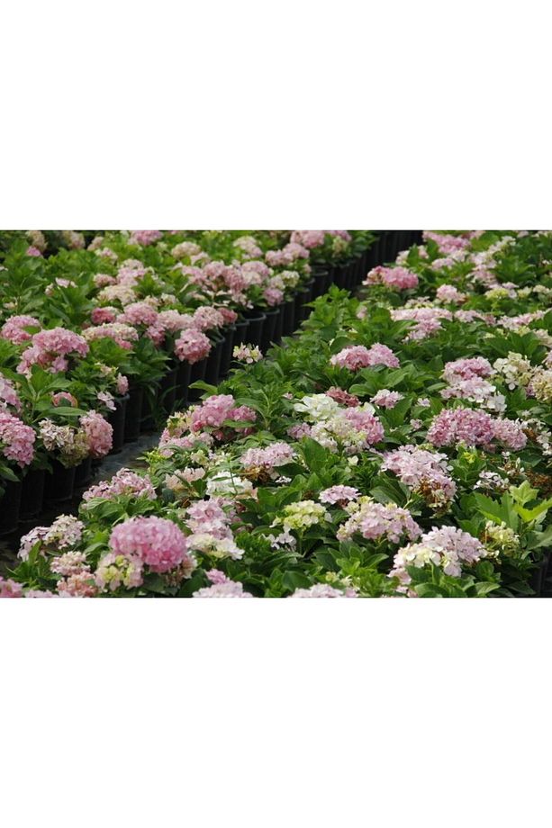 Ortanca Fidanı 10 Adet - Saksılı 20-40 Cm - 2