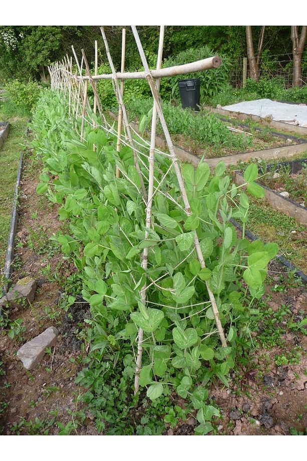 Bambu Bitki Destek Çubuğu 180 Cm 20 Adet - 6