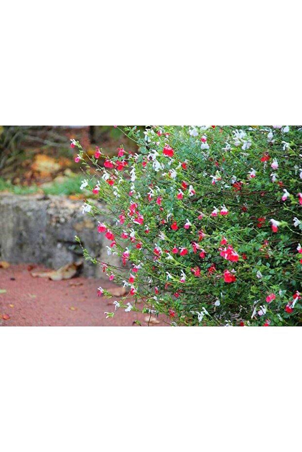 SÜS ADAÇAYI 10 ADET - Salvia Microphylla 'Hot Lips' - 5