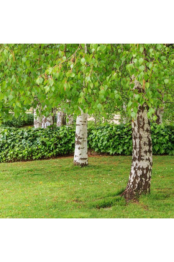 Huş Ağacı Fidanı 5 Adet - Betula Pendula - 3