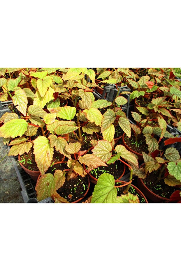 ÇİLLİ BEGONYA ÇİÇEĞİ - 3