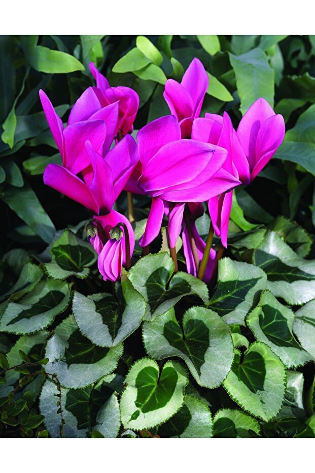 MOR SİKLAMEN ÇİÇEĞİ - 5