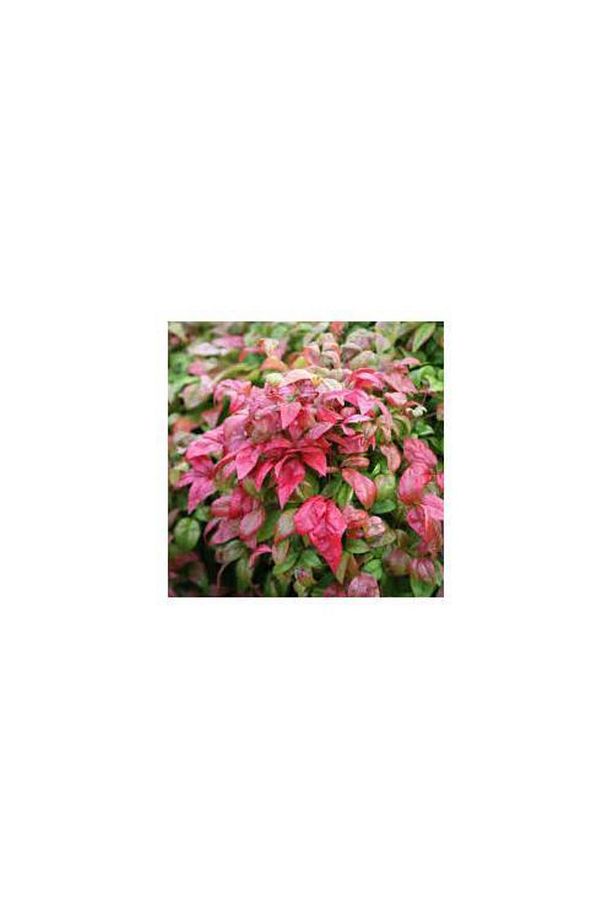 CENNET BAMBUSU - Nandina Domestica - 2