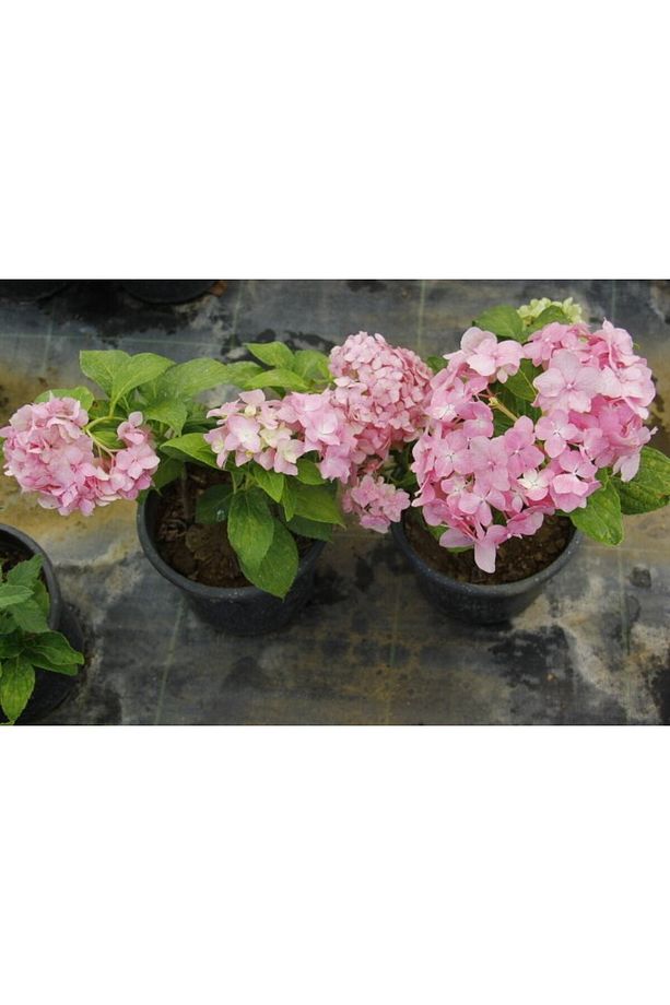 Ortanca Fidanı 10 Adet - Saksılı 20-40 Cm - 5