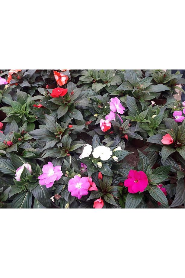 Pembe Katmerli Cam Güzeli Çiçeği - 10 Adet Canlı Çiçek - 4