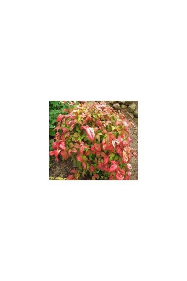 CENNET BAMBUSU - Nandina Domestica - 3