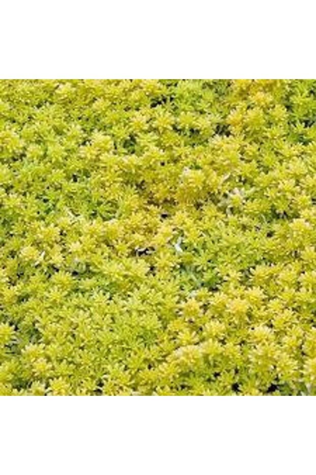 Sarı Sedum 90 Adet - Yer Örtücü Çok Yıllık Bitki - 3