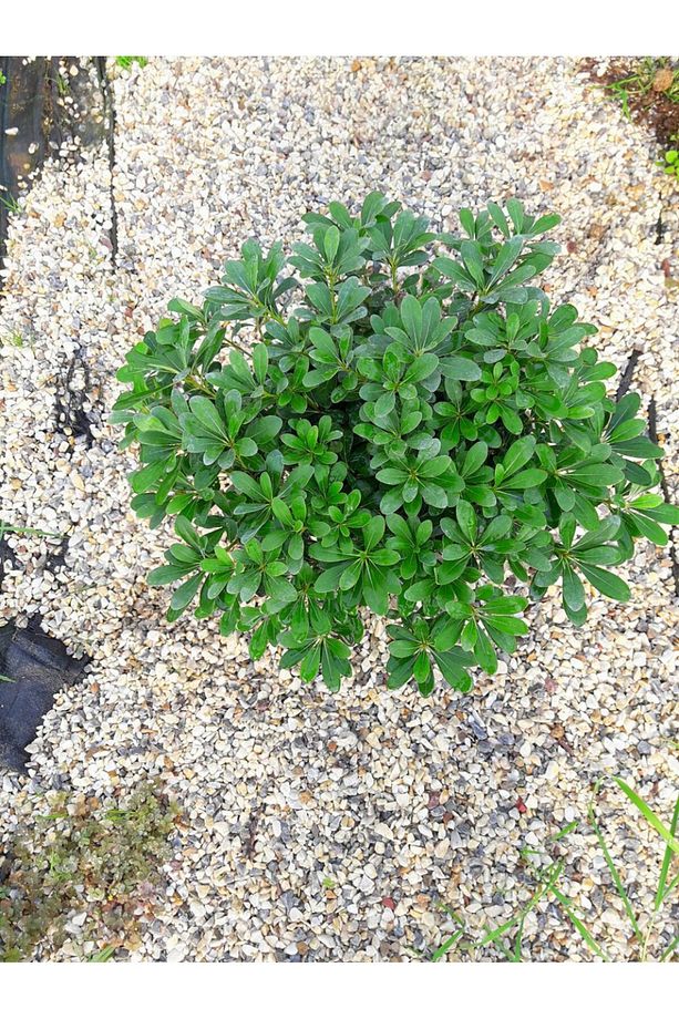 Pitosporum 3 Adet Paket - Yer Örtücü Dış Mekan Bitkisi - 2