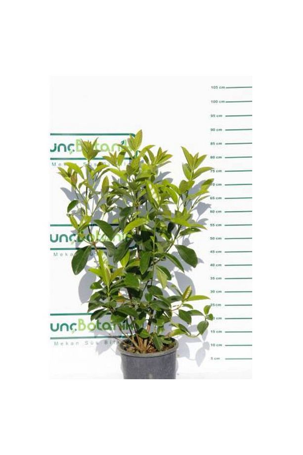Kartopu Lucidum 10 Adet- 1 Metre Çit Bitkisi - 4