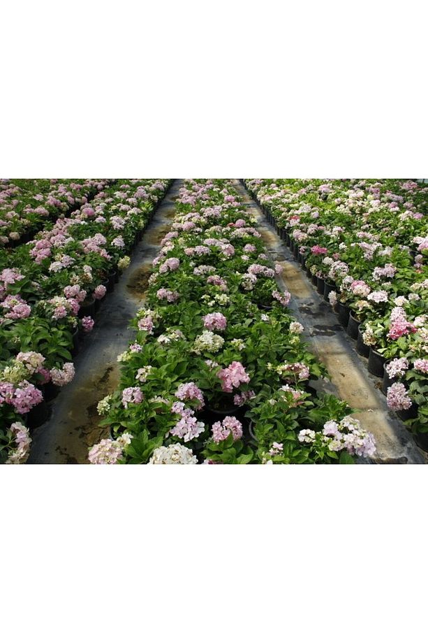 Ortanca Fidanı 10 Adet - Saksılı 20-40 Cm - 3