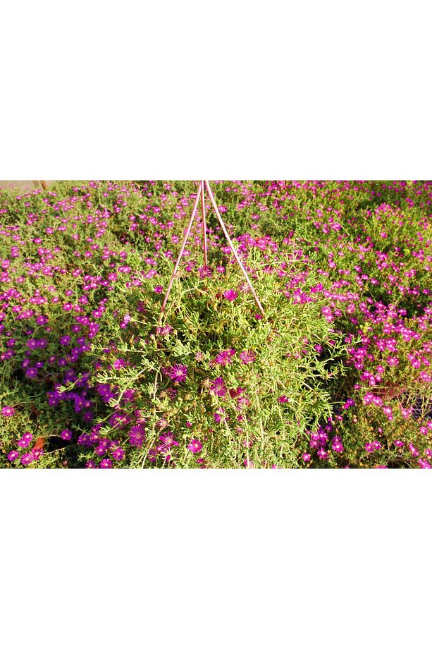 Acem Halısı - Pembe Askılı Saksıda Hediyelik - 4