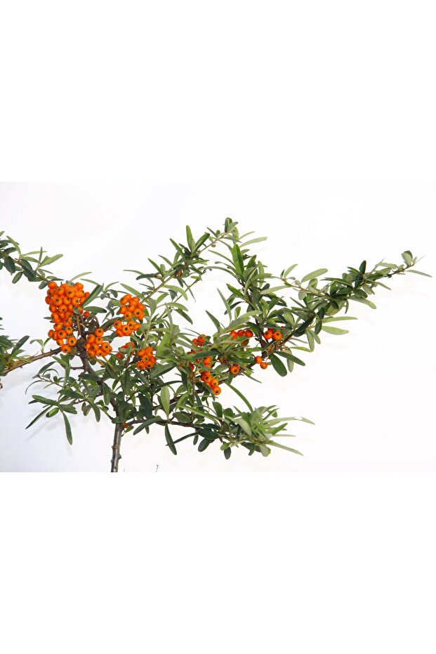 Bonsai Ateş Dikeni - 4