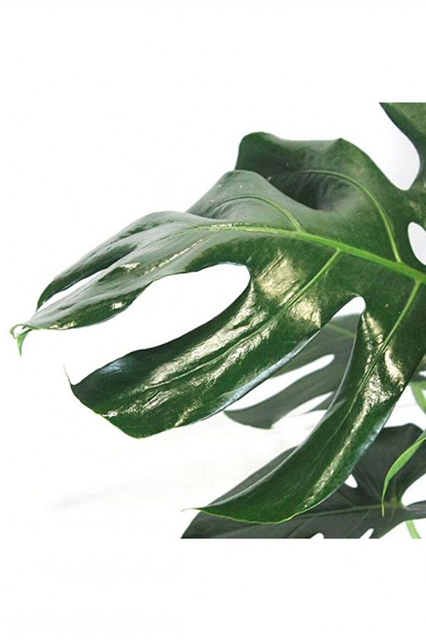 Monstera Yosun Gövdeli 2 Adet Deve Tabanı 80-100 Cm - 5