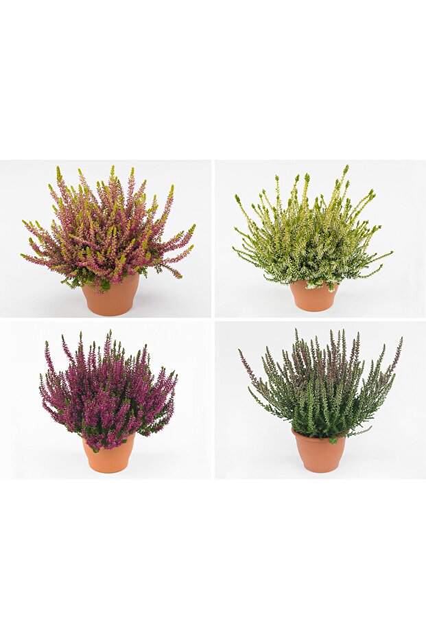 Erika (Funda) Çiçeği – Erica Carnea - 3 Adet Saksılı Karışık Renklerde - 1