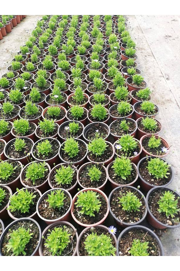 Mavi Papatya Felicia 5 Adet - 5