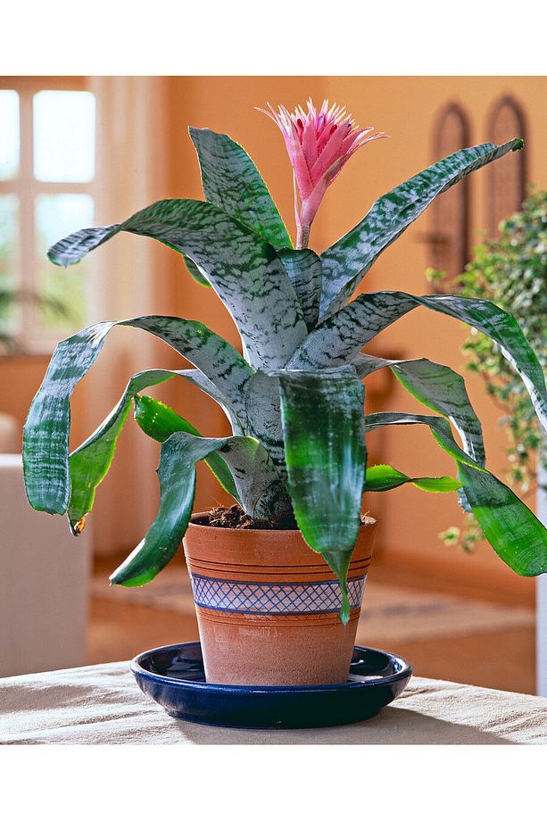 Eşmeya – Kupa Çiçeği (aechmea) - 3