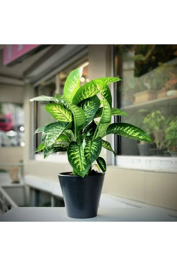 Difenbahya Salon Ve Ofis Bitkisi 5 Adet Hediyelik 30-40 Cm - 3